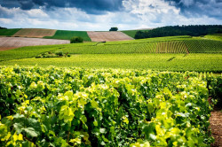 Visite touristique d'un vignoble et de caves de champagne  